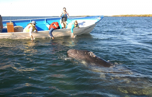 Excursiones de whale watching